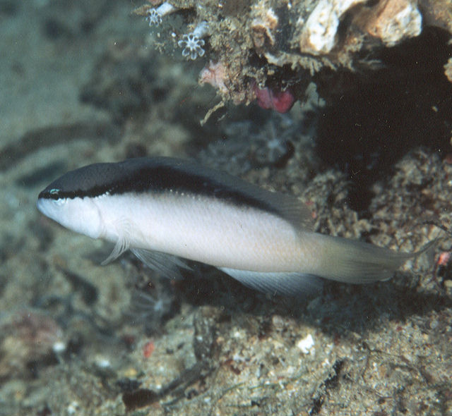 Pseudochromis perspicillatus